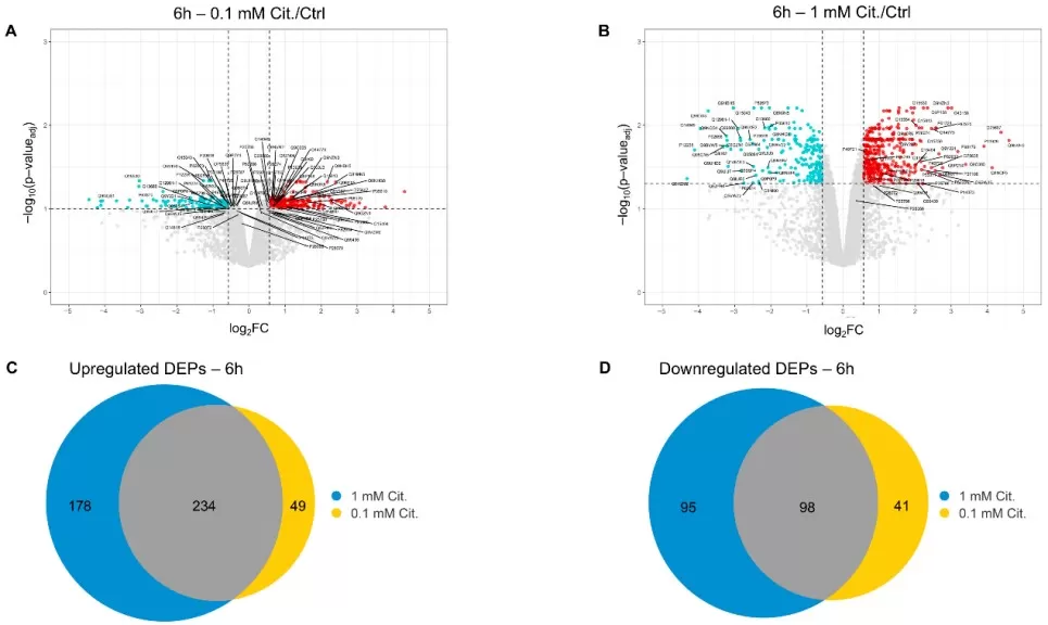 The distribution and overlap of differentially expressed proteins (DEPs) in SHSY5Y cells identified at 6 h of stimulation with 0.1 mM citicoline or 1 mM citicolines.